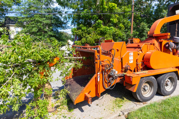 Tree Service